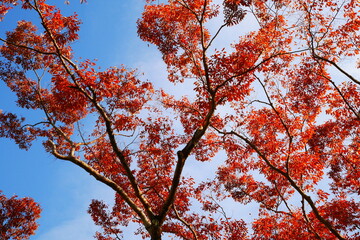 紅葉と青い空 (autumn leaves and the blue sky)