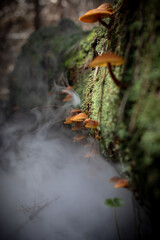 Vaping mushrooms