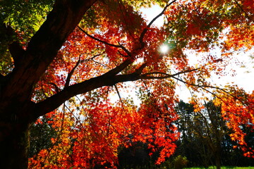 もみじ (autumn leaves)