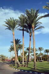 Fototapeta premium Decorative plants in Sharm el-Sheikh. Egypt