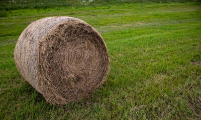 Straw bale after harvest on a green field