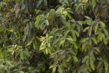 close up of green leaves during the day