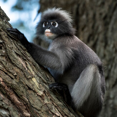 Singes de type langur en liberté dans la forêt équatoriale de l'Asie du Sud-Est