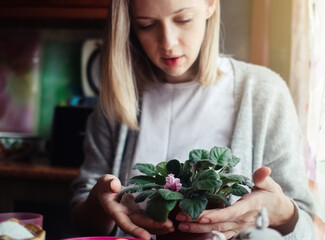 A woman takes care of home flowers. Watering and pruning violet. Home gardening and plant care concept