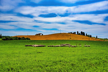 Fototapeta na wymiar Panorama of the Tuscan countryside with a flock of sheep in the locality of Castagneto Carducci Tuscany Italy