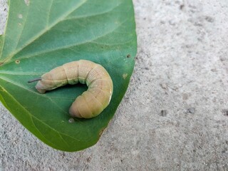 caterpillar on leaf