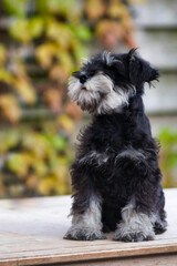 Schnauzer puppy sitting and looking to the right, photo made outside in Weert the Netherlands on 10-12-2020