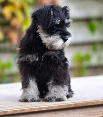 Schnauzer puppy sitting and looking to the leftt, photo made outside in Weert the Netherlands on 10-12-2020
