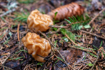 Gyromitra gigas, commonly known as the snow morel, snow false morel, calf brain, or bull nose, is a fungus and a member of the Ascomycota. G. gigas is found in Europe.