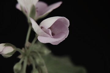 Fototapeta na wymiar Różowa pelargonia rozkwitający kwiat