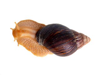 Snails isolated on white background