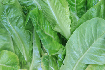 Fototapeta na wymiar The leaf surface of baby cos (lettuce), a healthy food.