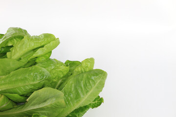 fresh baby cos (lettuce) on white background, for text