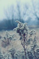 Nawłocie suche kwiaty zimą  tło vintage