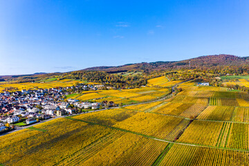 Aerial view, golden vineyards in autumn from above, Rheingau, region, Oestrich-Winkel, Hallgarten, Hesse, Germany