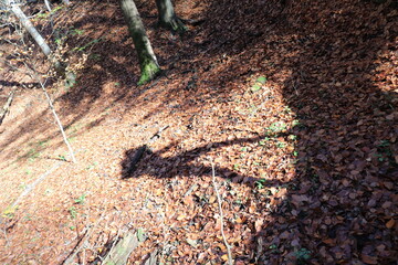 shadows on the ground