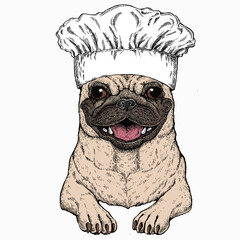 Vector pug, dog portrait. Chef cook hat. Restaurant logo. Animal head, face.