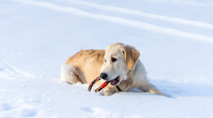 Obraz premium Lovely young retriever dog lying on sparkling snow with toy ring