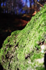 moss on the tree