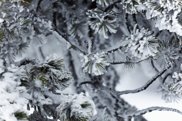 Tree branch covered by pure snow
