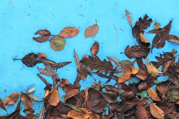 Fallen Autumn Leaves on Light Blue Background
