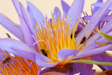 Abeilles butinant une fleur de lotus