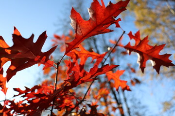 red autumn leaves