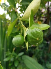 lemon on tree