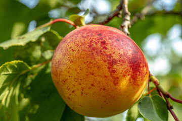 Ripe apricot hanging on a tree branch with sunshine during sunny summertime day. Healthy eating concept.