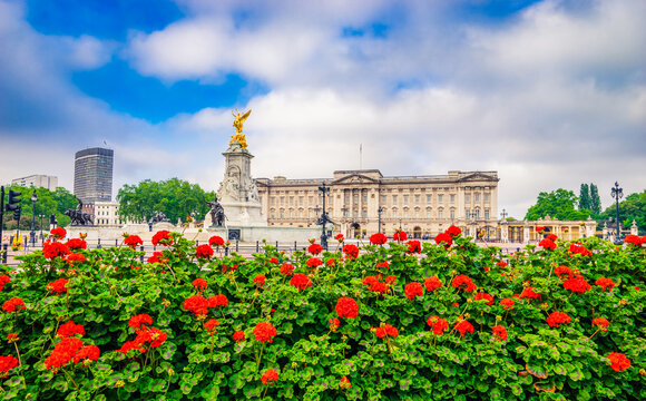 Buckingham Palace with flower foreground. Buckingham Palace is the London residence and administrative headquarters of the monarch of the United Kingdom:London,England-May 2016