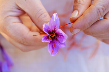 Fototapeta premium Process of separating the saffron threads from the rest of the flower.