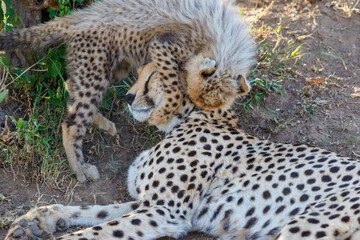 Cheetah cub who plays with his mother