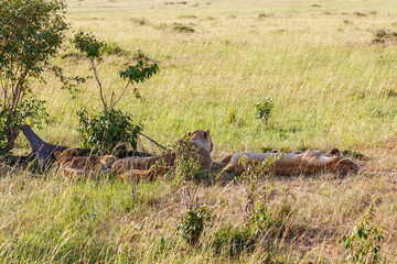 Lions resting in the shadow in the savanna