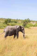 African Elephant walking in the grass on the African savanna
