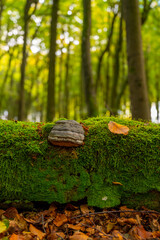 Tree trunk with moss, leave and mushroom in the fall. Vertical