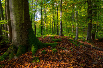 European deciduous forest in autumn
