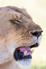 Female lion with a broken tooth