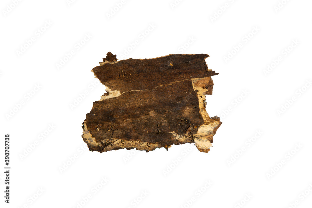 Poster the bark of the tree is isolated on a white background. wooden texture