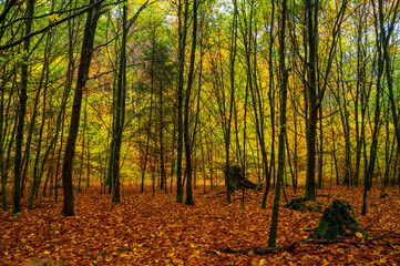 European deciduous forest during fall with dead leaves  on the ground.