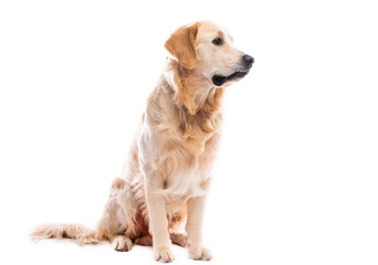Golden retriever dog sitting looking sideways isolated on white background