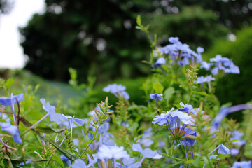 forget me not flowers