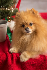 Adorable pomeranian spitz with decorations in the studio
