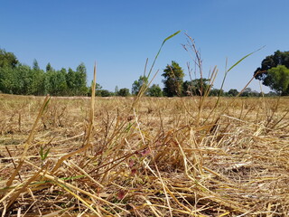 A field where rice has been harvested