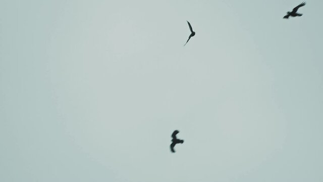 Seagull bird flying slow motion