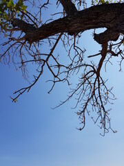 tree branches against blue sky