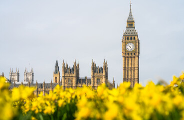 Big Ben and Westminster palace with blurry flower foreground in London, England 