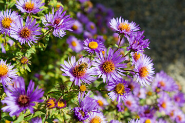 Die neubelgische Aster wird auch Neubelgien-Herbstaster oder Glattblatt-Aster genannt.
