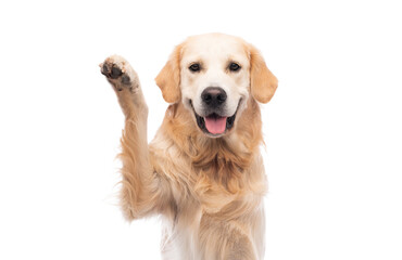 Golden retriever dog with paw up isolated on a white background - obrazy, fototapety, plakaty
