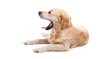 Yawning golden retriever dog lying sideways isolated on white background