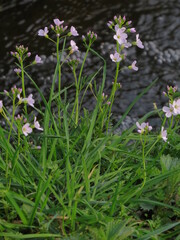 delicate spring flowers in the grass